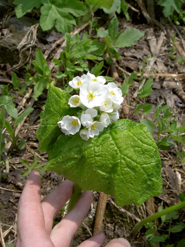 Image of Diphylleia grayi specimen.