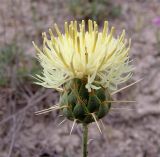 Centaurea sosnovskyi