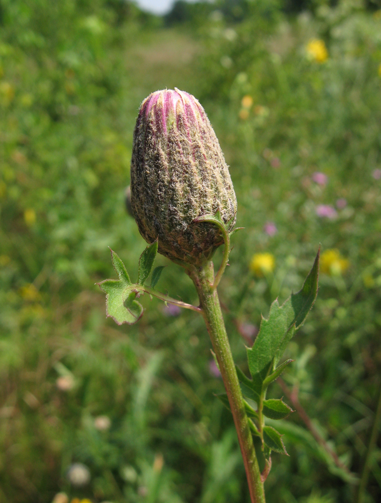 Изображение особи Serratula coronata.