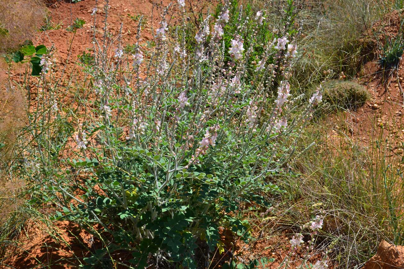 Изображение особи Onobrychis pallasii.