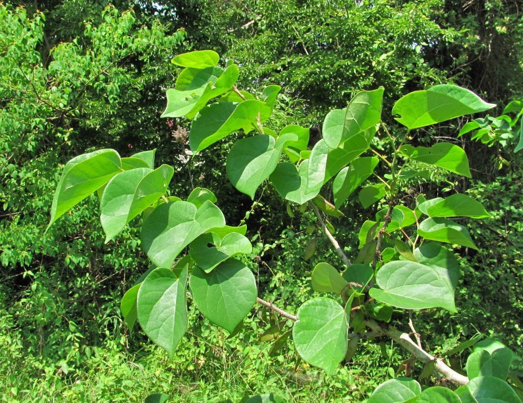 Изображение особи Cercis chinensis.