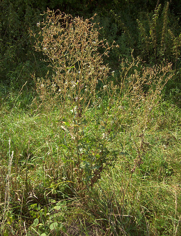 Image of Lactuca serriola specimen.