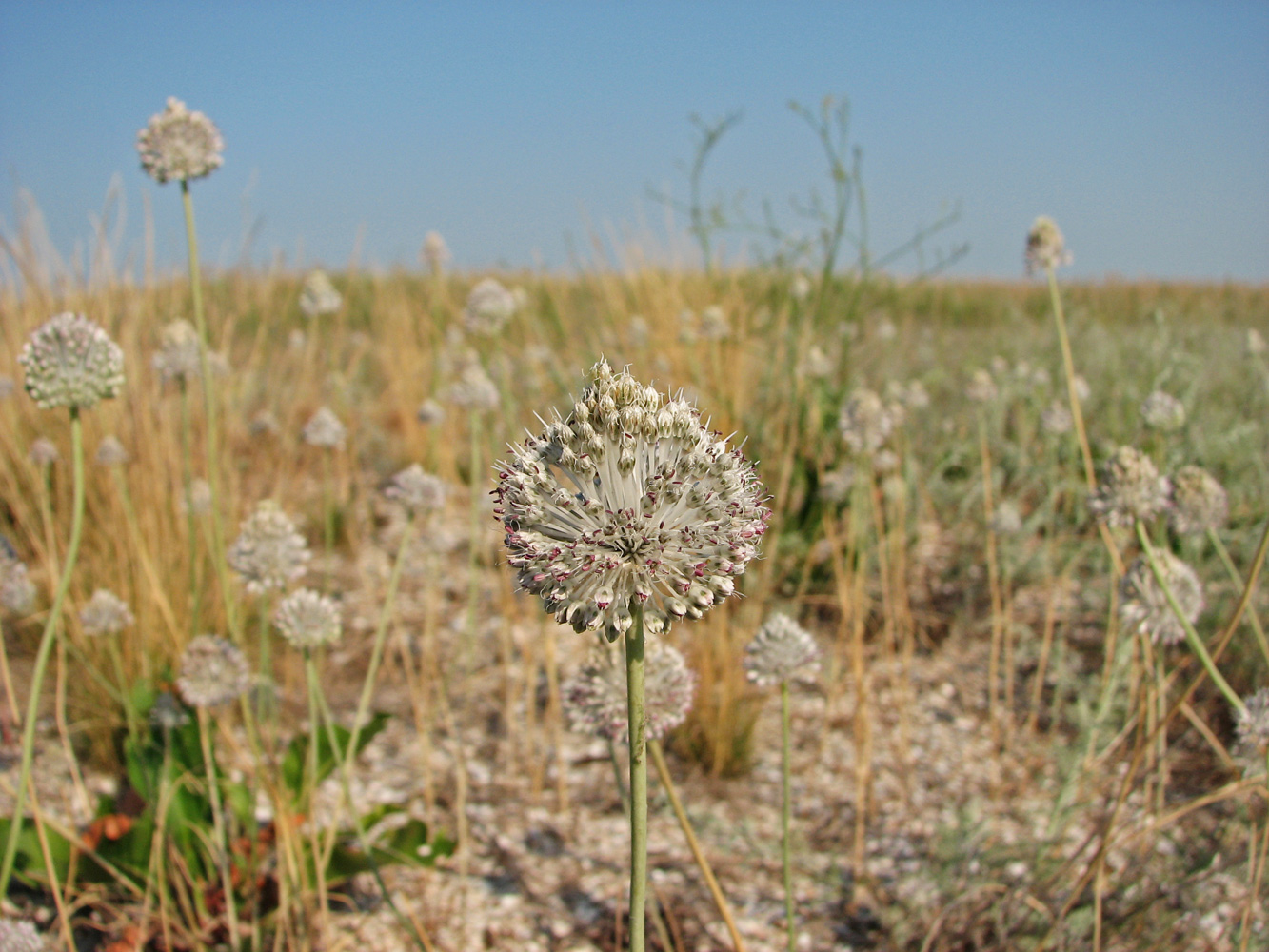 Image of Allium guttatum specimen.