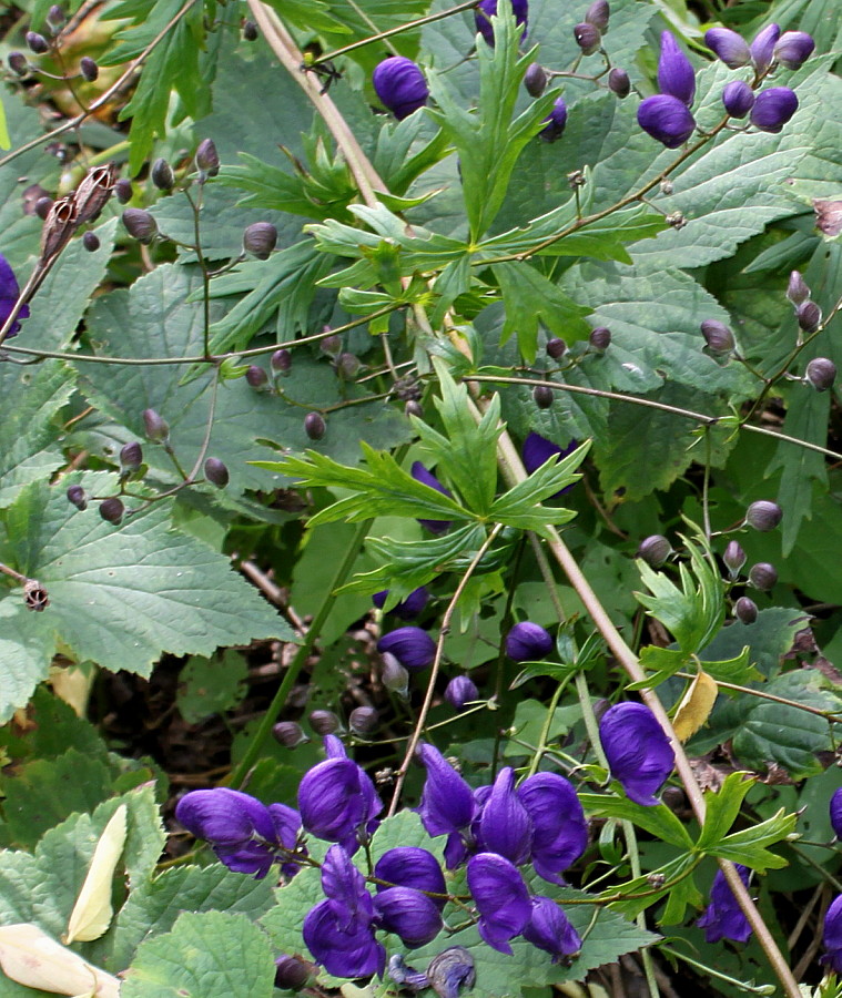Image of Aconitum × stoerkianum specimen.