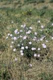 Convolvulus subhirsutus. Цветущее растение. Южный Казахстан, нижний Боролдай, 2 км выше пос. Коктюбе. 02.06.2012.