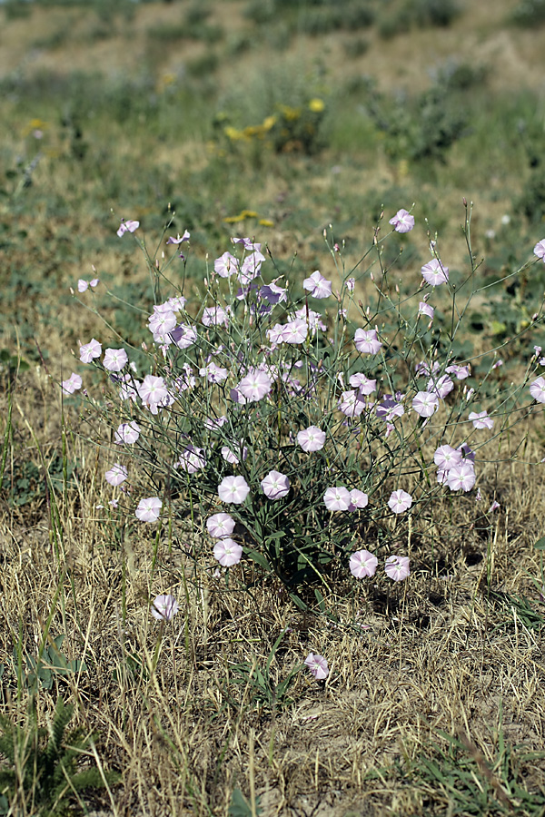 Image of Convolvulus subhirsutus specimen.