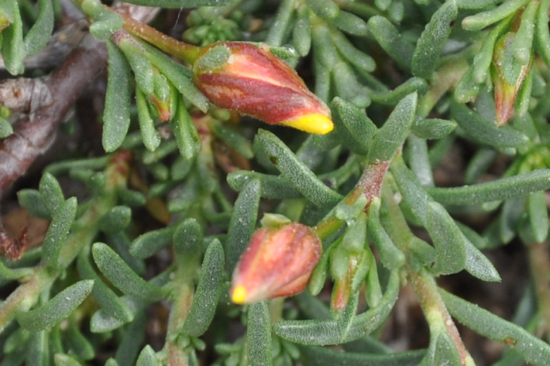 Image of Fumana procumbens specimen.