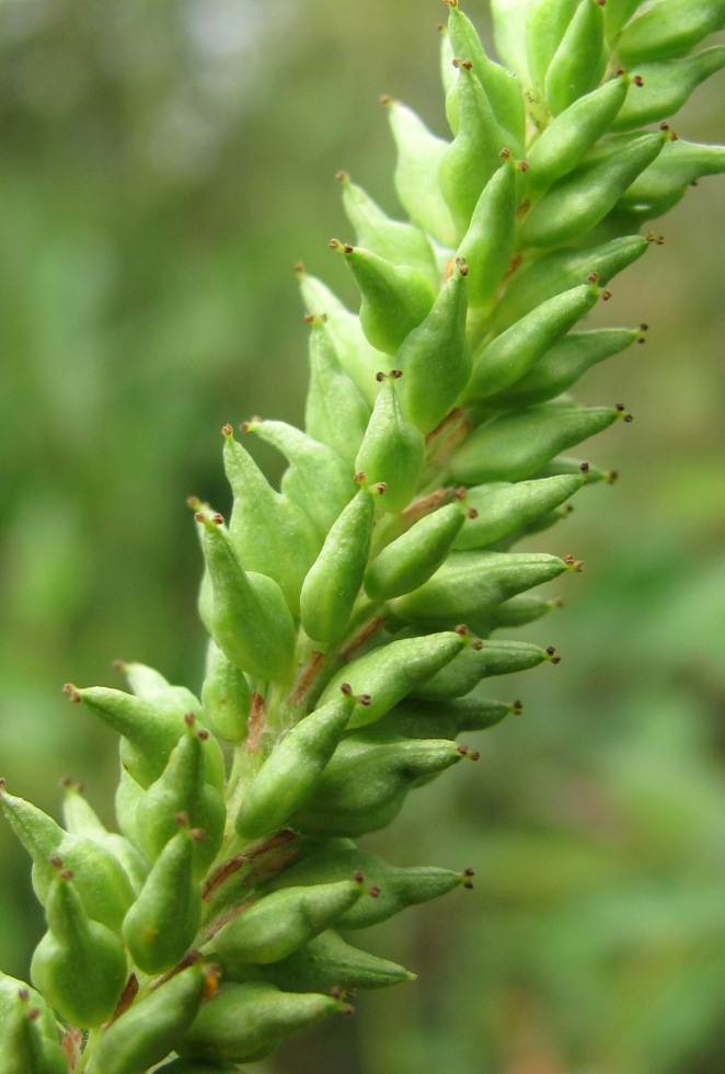 Изображение особи Salix triandra.