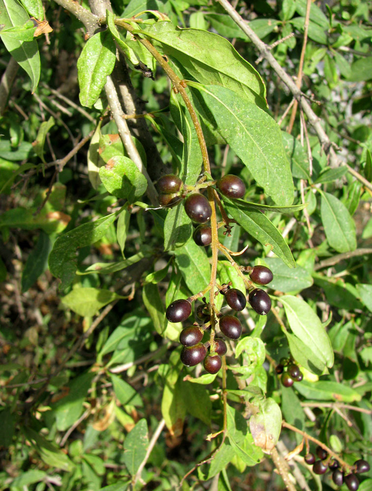 Изображение особи Ligustrum vulgare.