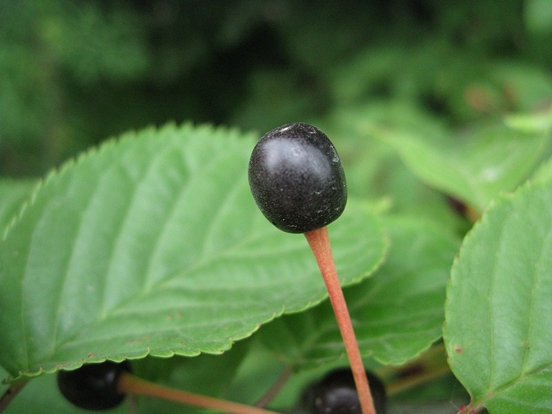 Изображение особи Cerasus sachalinensis.