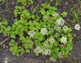 Ligusticum scoticum