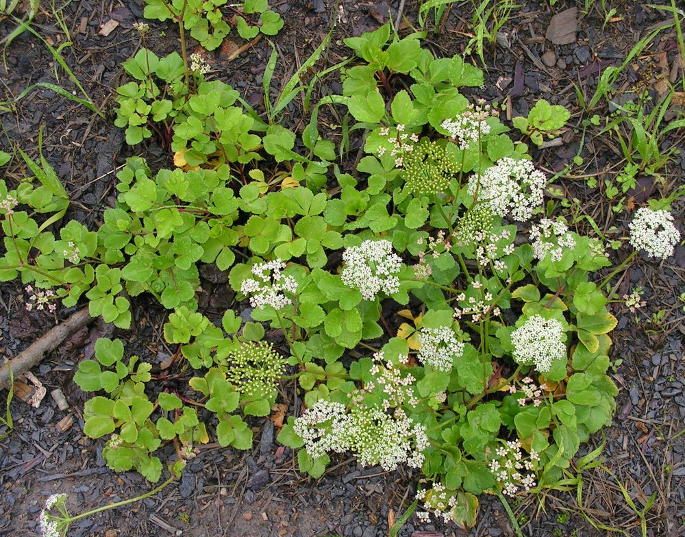 Изображение особи Ligusticum scoticum.