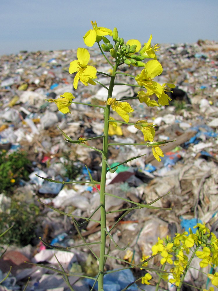 Изображение особи Brassica napus.