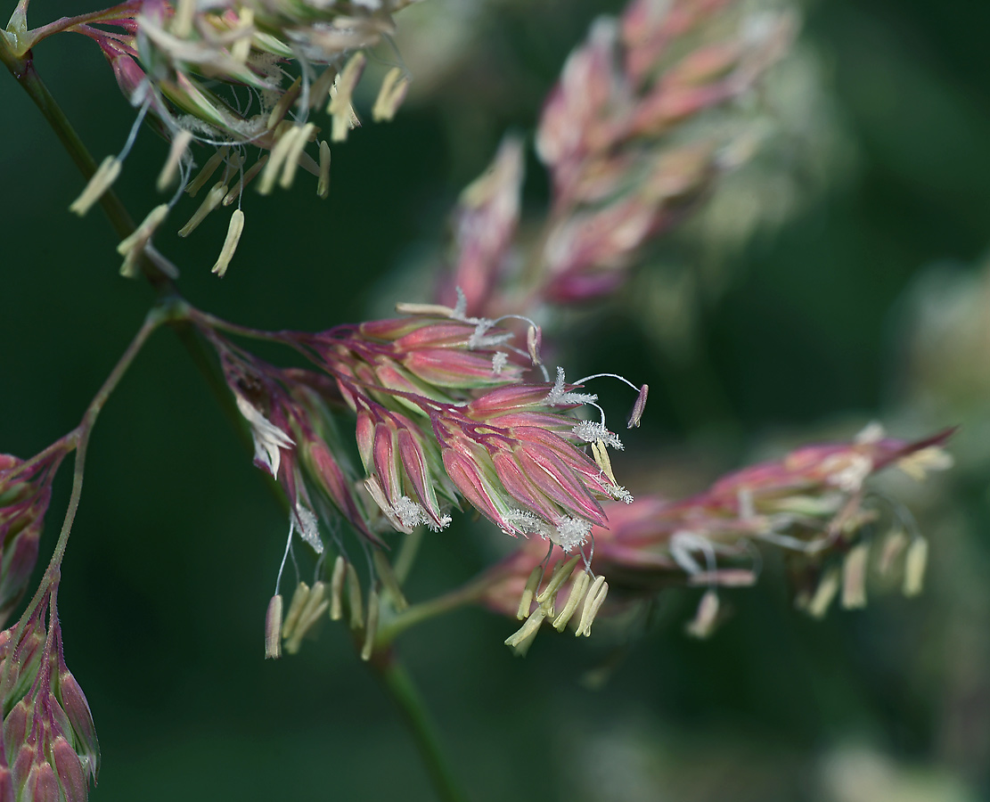 Изображение особи Phalaroides arundinacea.