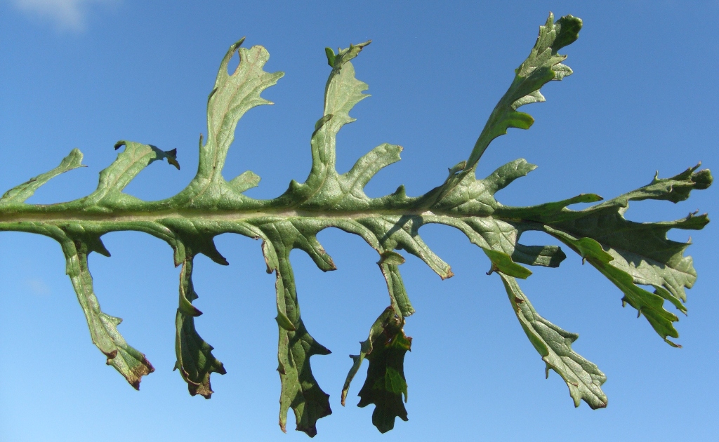 Изображение особи Senecio jacobaea.