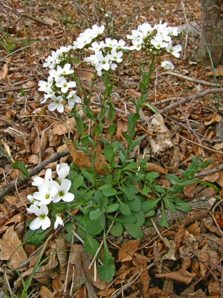 Изображение особи Noccaea macrantha.