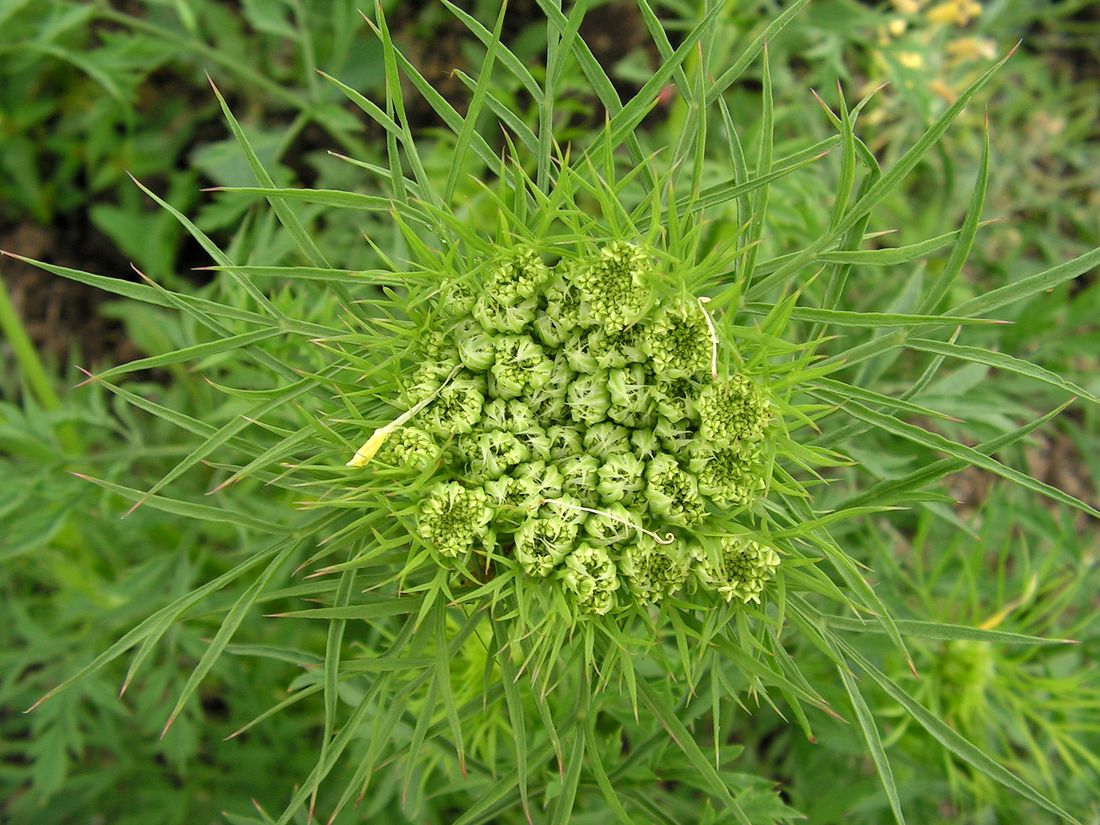 Изображение особи Daucus sativus.