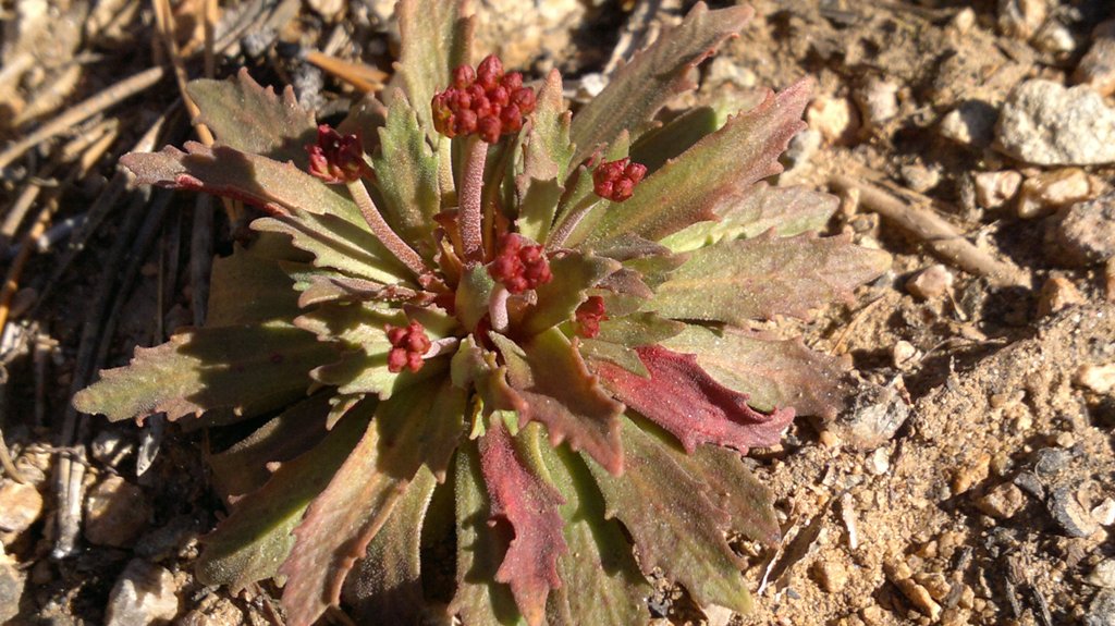 Image of Androsace lactiflora specimen.