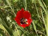 Image of taxon representative. Author is Тулкин Тиллаев