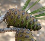 Pinus halepensis. Молодые шишки. Израиль, Северный Негев, лес Лаав. 19.01.2013.