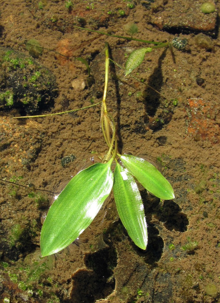 Image of Potamogeton natans specimen.