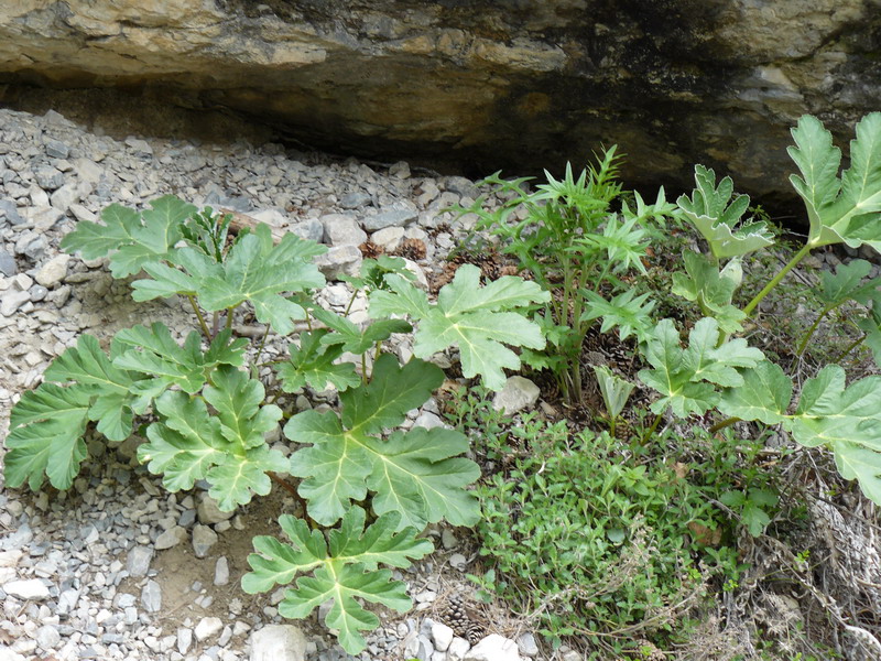 Image of Heracleum stevenii specimen.