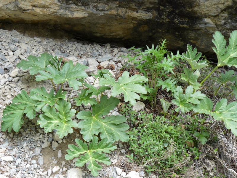 Изображение особи Heracleum stevenii.