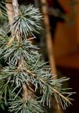 Cedrus libani