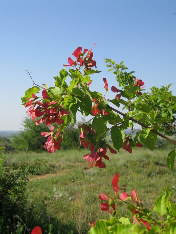 Image of Acer tataricum specimen.