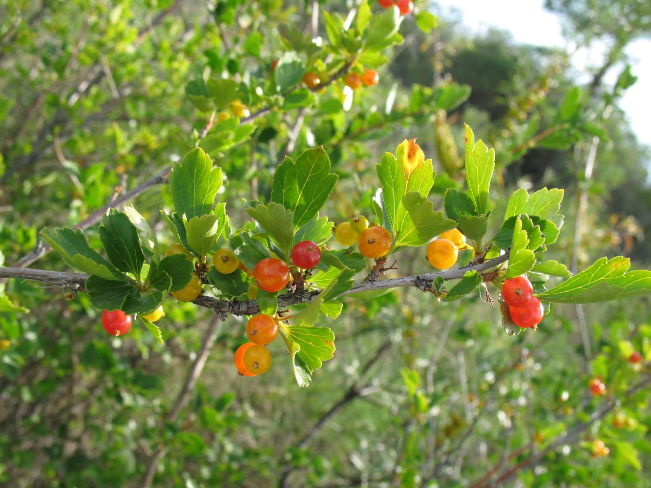 Image of Ribes diacantha specimen.