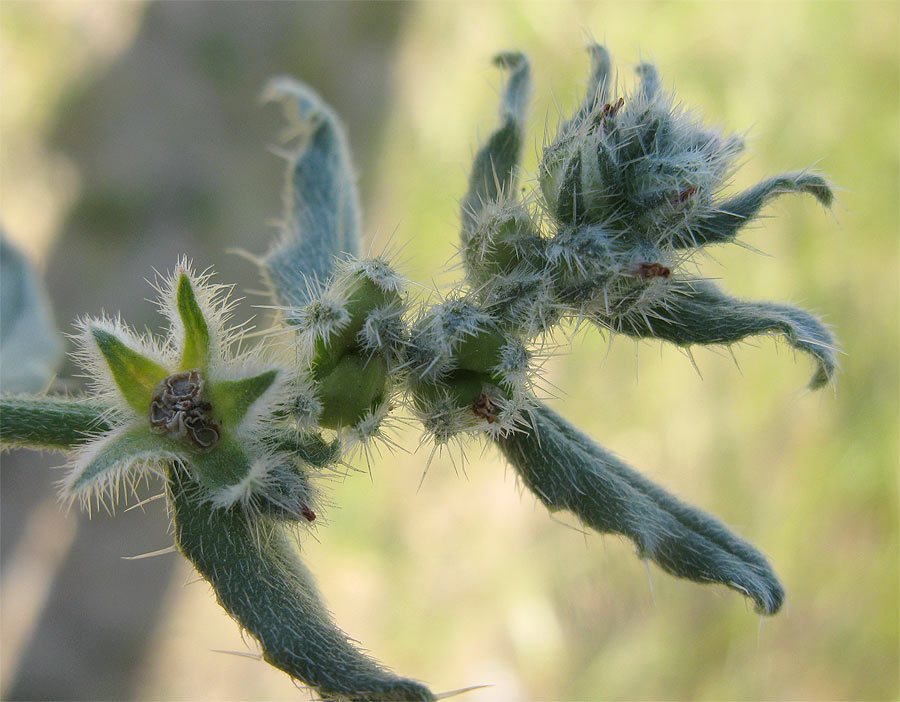 Изображение особи Gastrocotyle hispida.