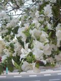 Bauhinia variegata. Ветви цветущего дерева (белоцветковая форма). Израиль, г. Беэр-Шева, городское озеленение. 26.03.2013.