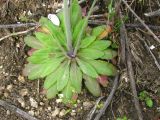 Arabidopsis thaliana