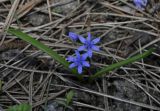 Scilla bifolia