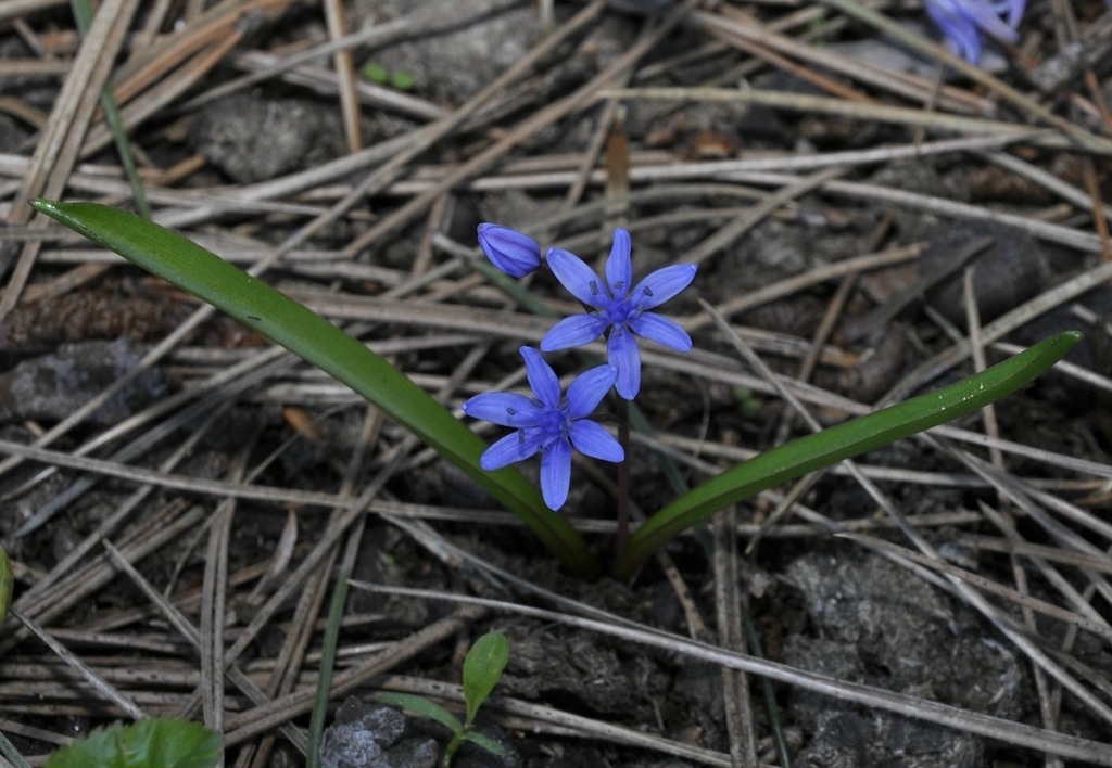 Изображение особи Scilla bifolia.