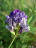 Medicago sativa