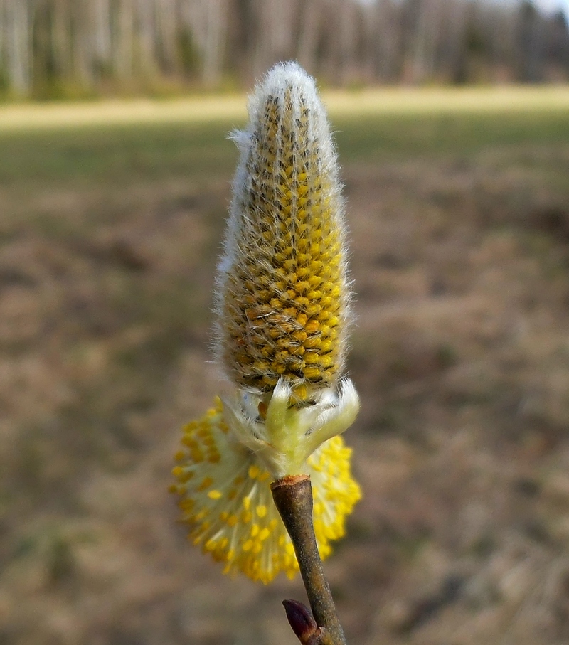 Image of Salix caprea specimen.