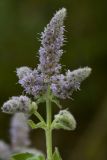 Mentha longifolia