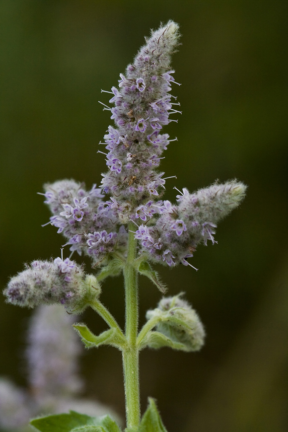 Изображение особи Mentha longifolia.