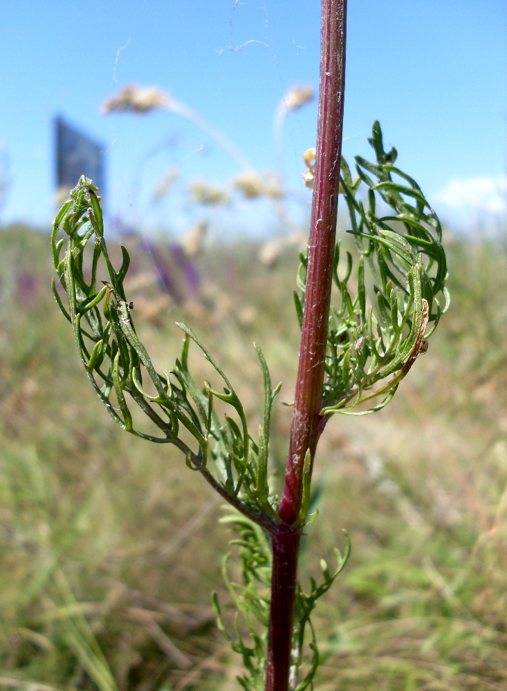 Image of Senecio borysthenicus specimen.