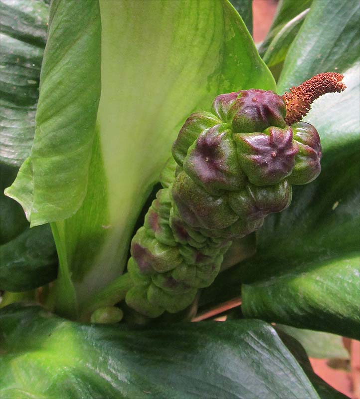 Image of genus Zantedeschia specimen.