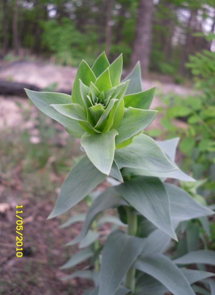 Image of Linaria genistifolia specimen.