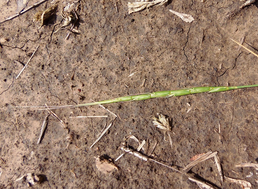 Изображение особи Aegilops cylindrica.