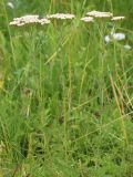 Achillea nobilis