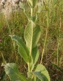 Verbascum phlomoides. Средняя часть побега. Крым, Симферополь, Петровские скалы. 14.06.2013.