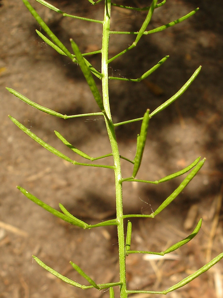 Изображение особи Erysimum cheiranthoides.