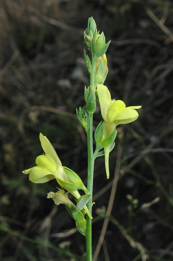 Изображение особи Linaria genistifolia.