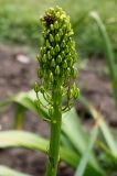 Eremurus stenophyllus