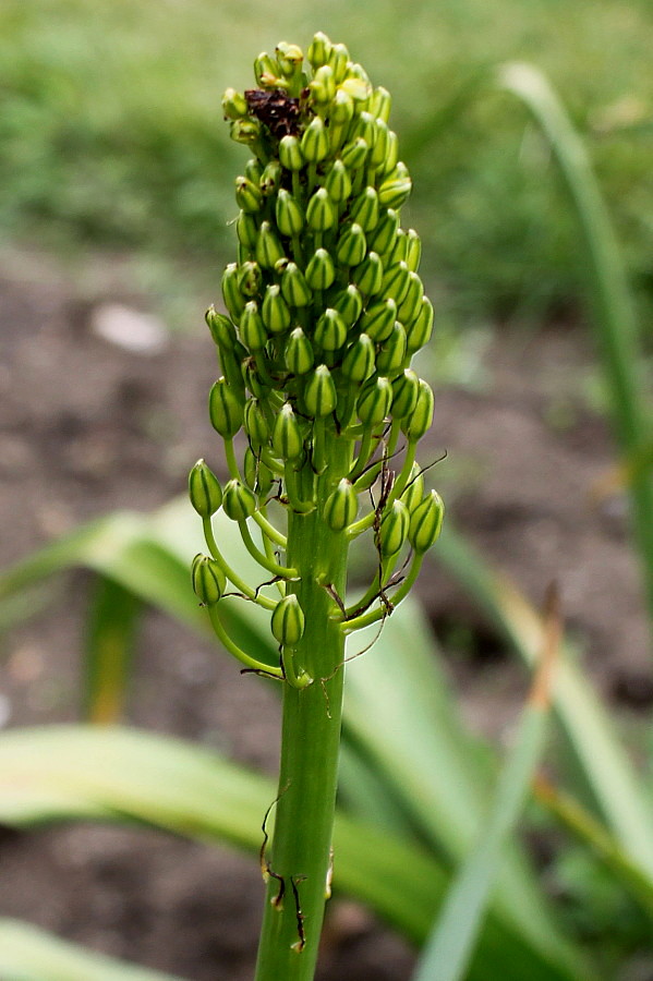 Изображение особи Eremurus stenophyllus.