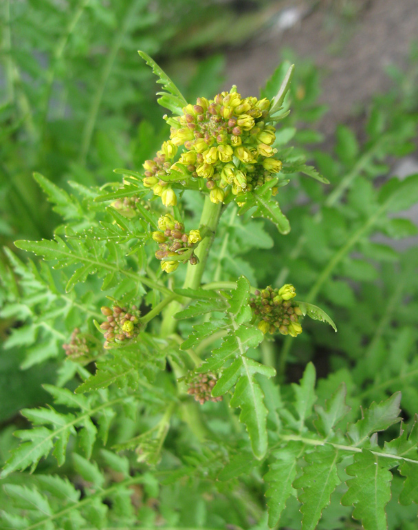 Image of Rorippa palustris specimen.
